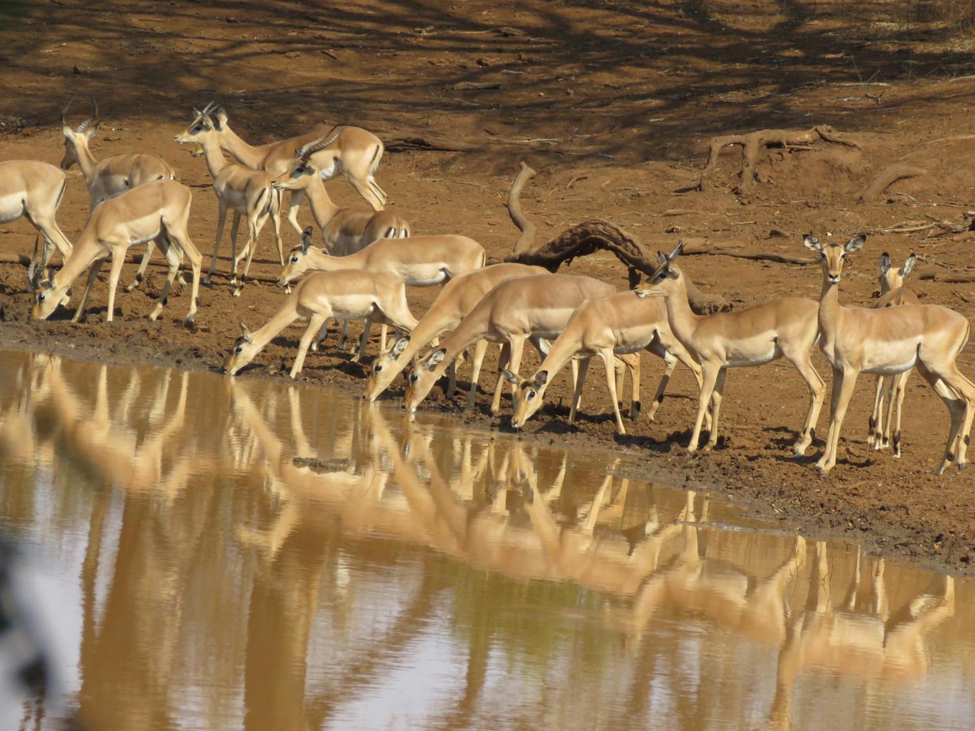 Sable Creek Safari Lodge Tzaneen Buitenkant foto