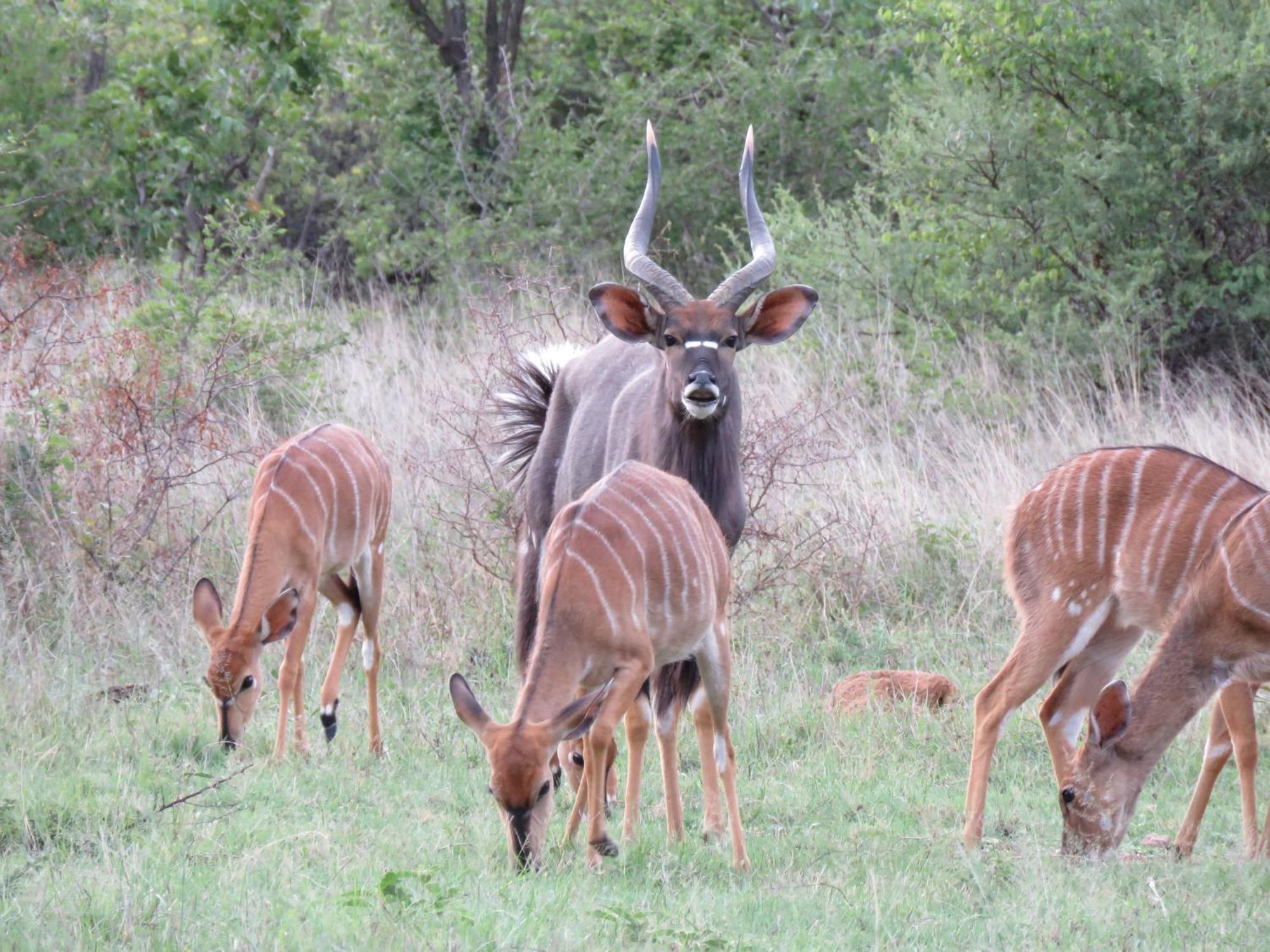 Sable Creek Safari Lodge Tzaneen Buitenkant foto