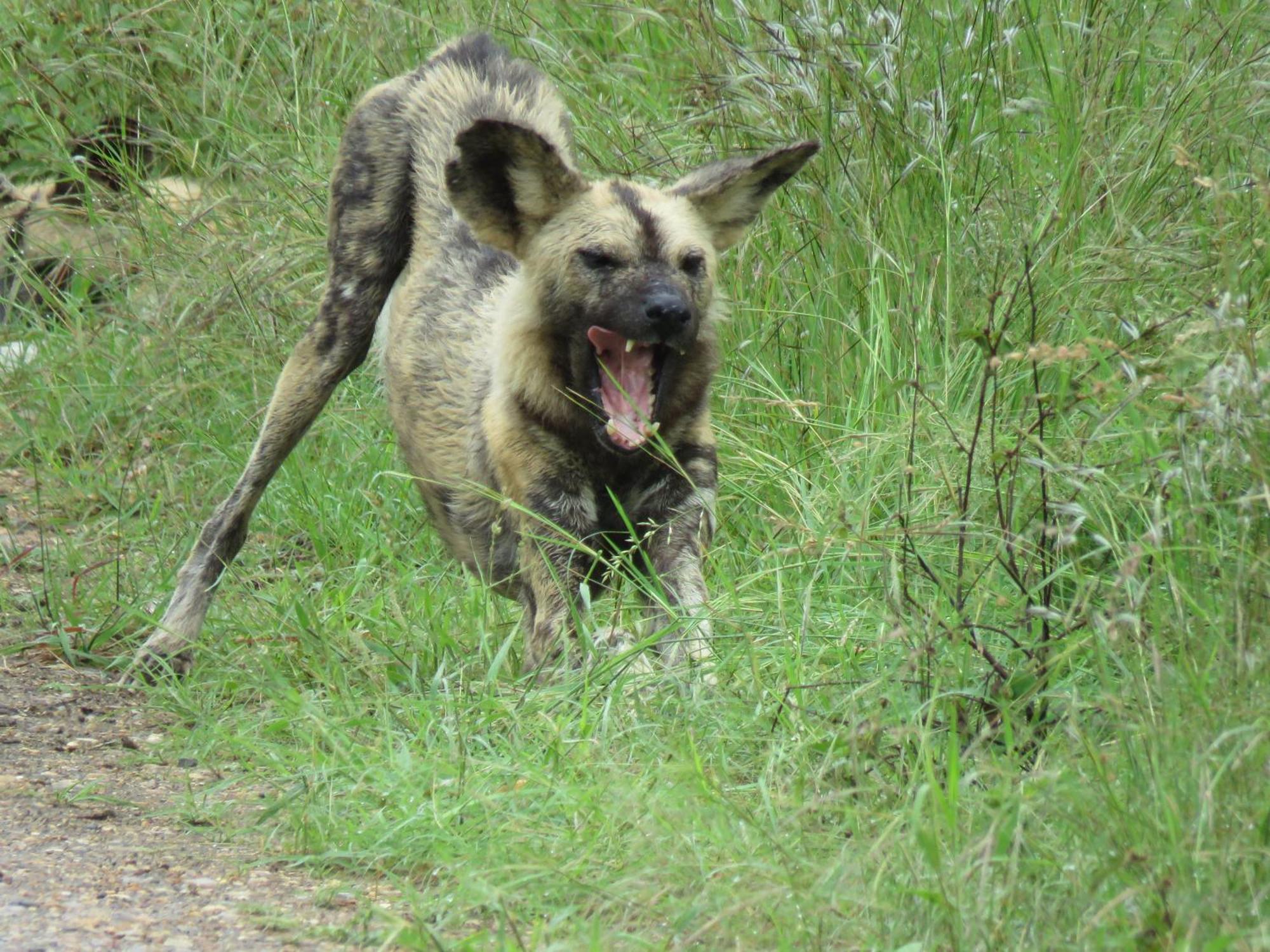 Sable Creek Safari Lodge Tzaneen Buitenkant foto