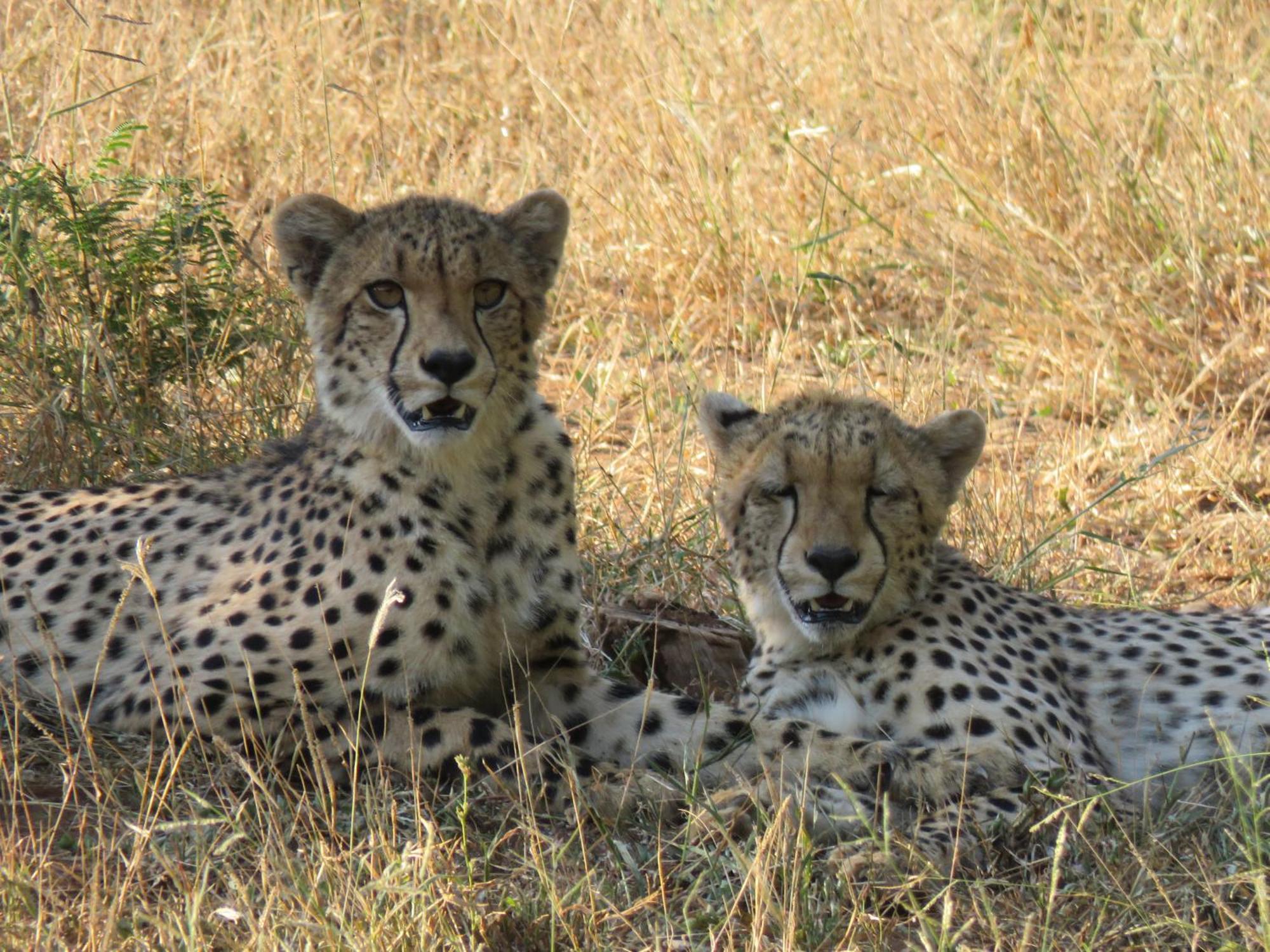Sable Creek Safari Lodge Tzaneen Buitenkant foto